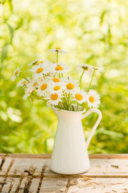 Papatya çiçek alan ile yaz arka plan