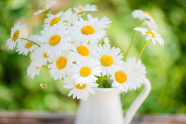 yeşil çim zemin üzerine beyaz camomiles