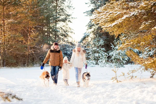 幸せな家族や冬の公園でハスキー犬 ロイヤリティフリーのストック画像