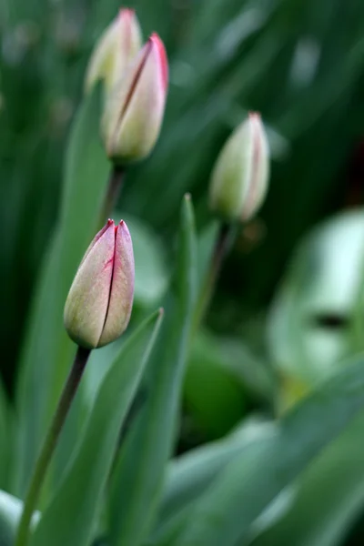 Grüne Tulpen — Stockfoto