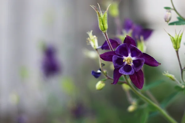 Blue-purple flower — Stock Photo, Image