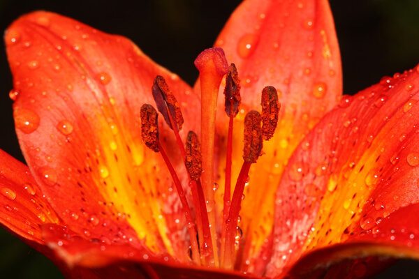 bud bright orange lily