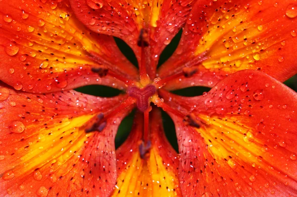 Бутон яскраво-помаранчева лілія — стокове фото