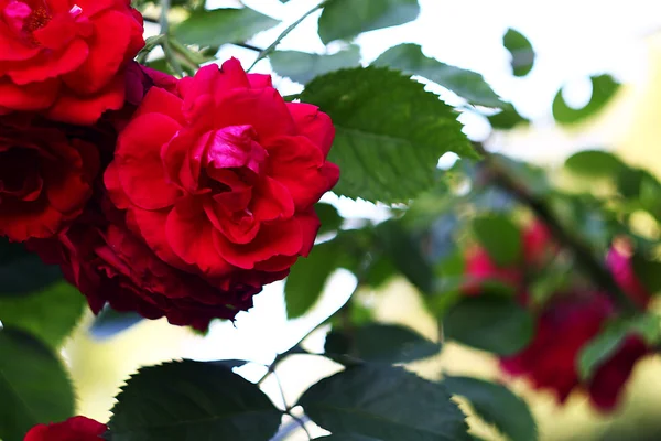 Flower roses — Stock Photo, Image