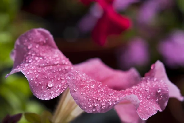 Petunia — Stockfoto