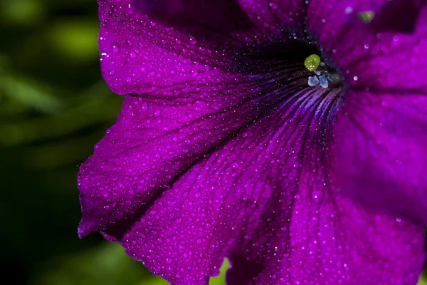 Petunia blomma — Stockfoto