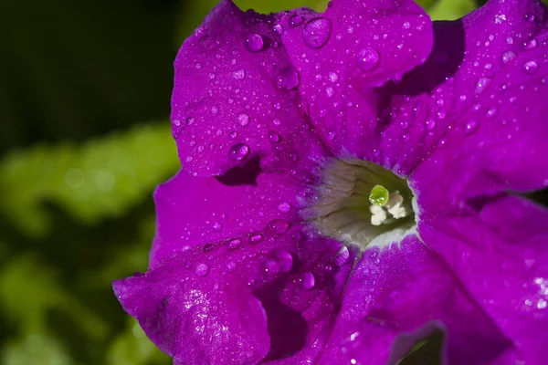 petunya çiçeği büyük