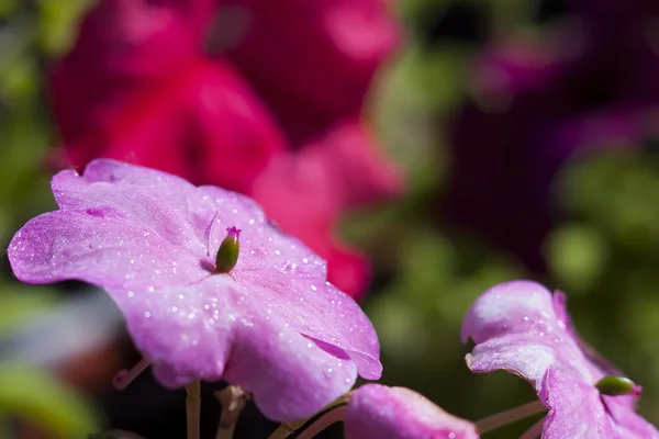 Impatiens flower — Stock Photo, Image