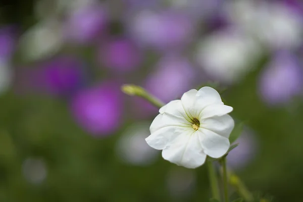 Petunien — Stockfoto