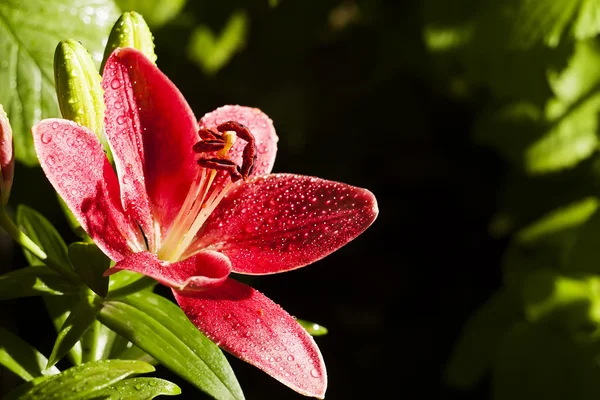 R RED LILY r — Stock Photo, Image