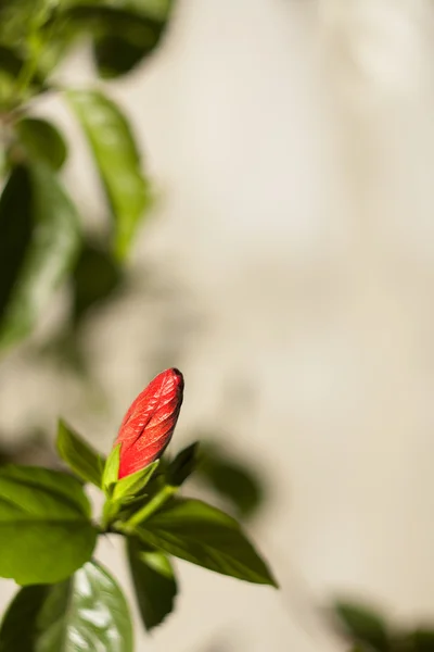 Unblown 的芽 — 图库照片