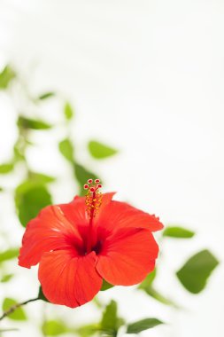 Kırmızı ebegümeci