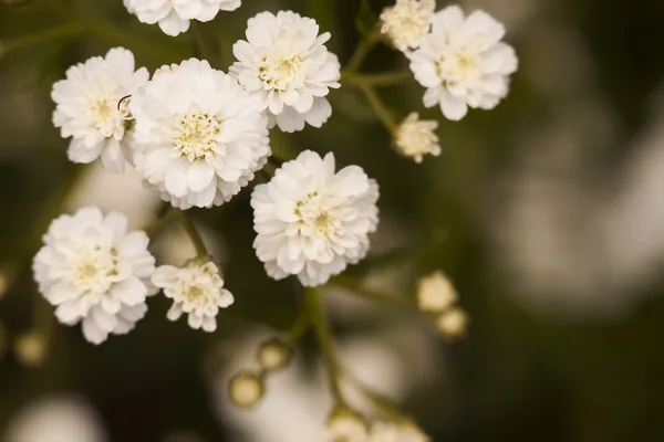 Białe kwiaty b — Zdjęcie stockowe