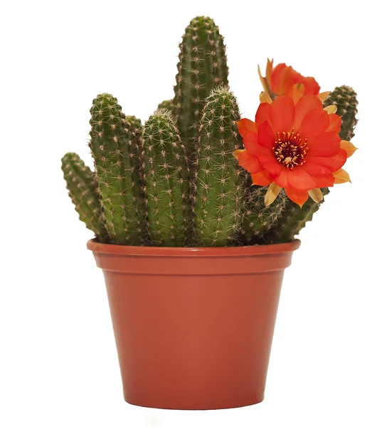 Cactus flower c — Stock Photo, Image