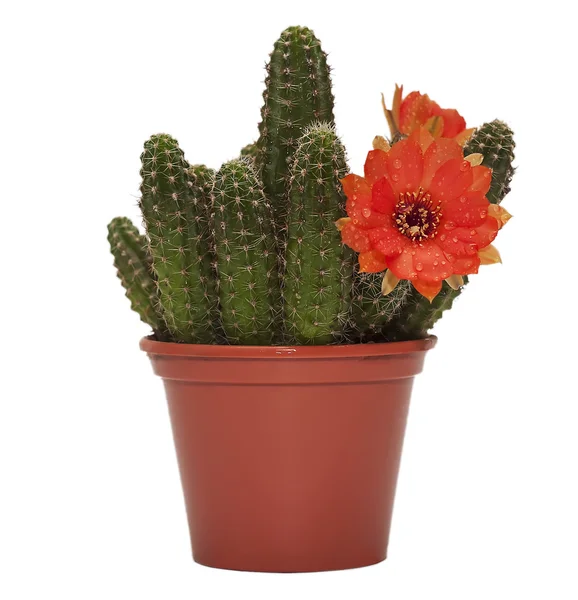 Cactus flower d — Stock Photo, Image
