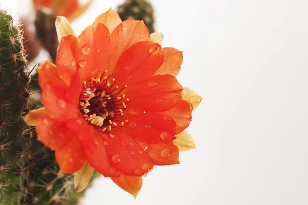 Flor de cactus e — Foto de Stock