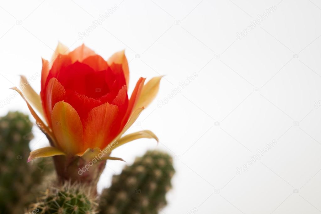 cactus flower f