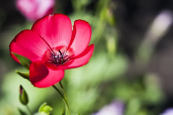 Red flower a — Stock Photo, Image