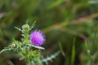 Thistle çiçek