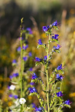 alan çim ve çiçek