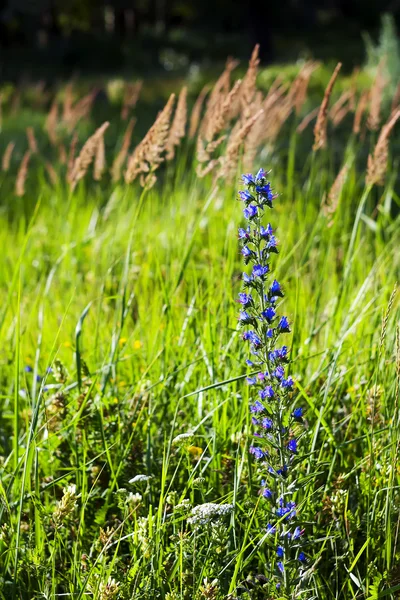 Field grass and flowers a — Stock Photo, Image