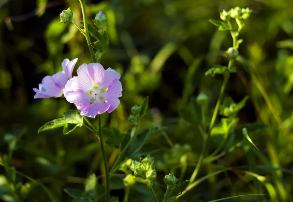 Viol blomma — Stockfoto