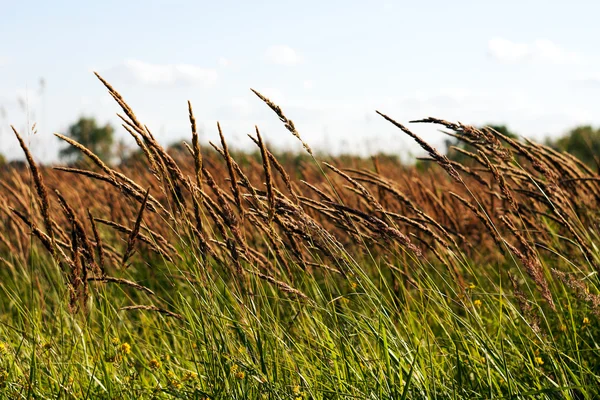 Dzika trawa — Zdjęcie stockowe