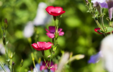 güzel kırmızı bir