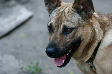 köpek zinciri üzerinde bir