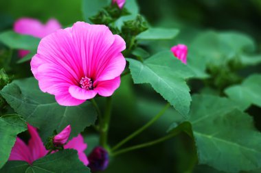 beyaz-pembe ile çiçek