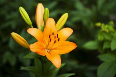 Tiger Lily b