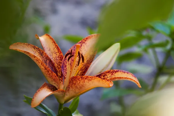 Tiger Lily a — Stock Photo, Image