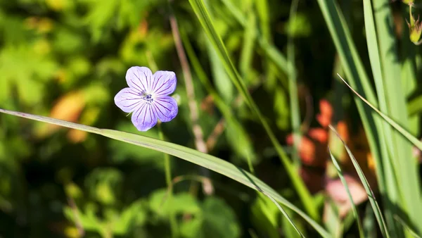 Flor violeta blanca a —  Fotos de Stock