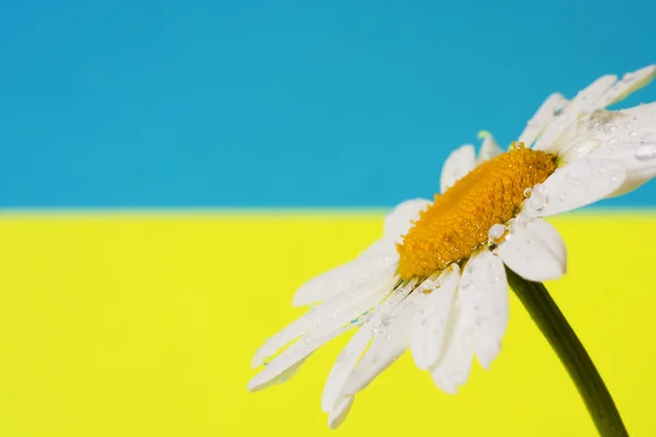 Chamomile ukrainian b — Stock Photo, Image