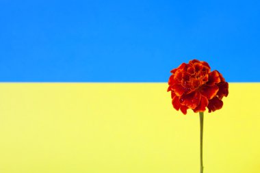 kadife çiçeği bayrağı