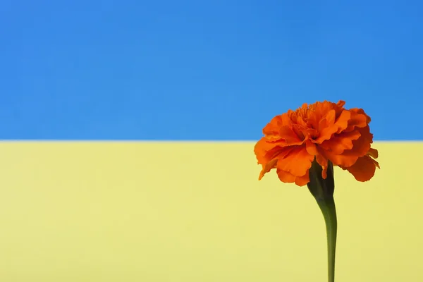 Marigold flag a — Stock Photo, Image