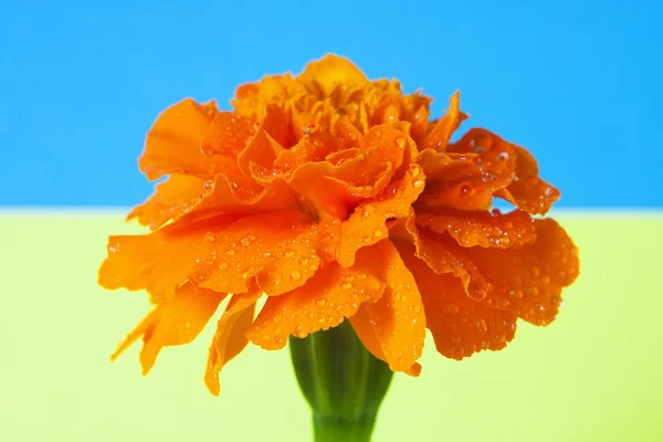 Bandiera calendula b — Foto Stock