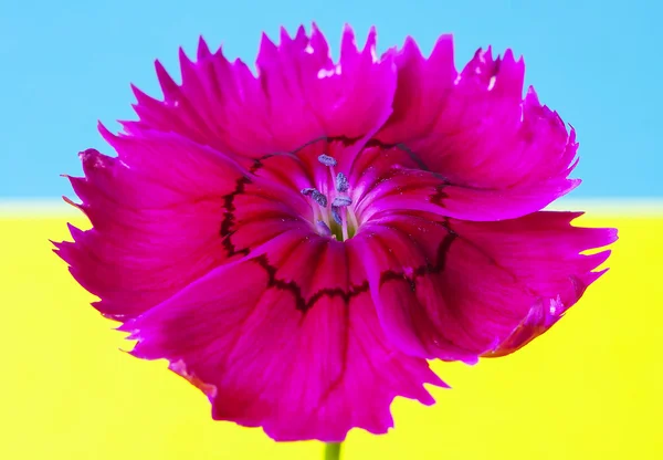 Pembe kırmızı çiçek — Stok fotoğraf