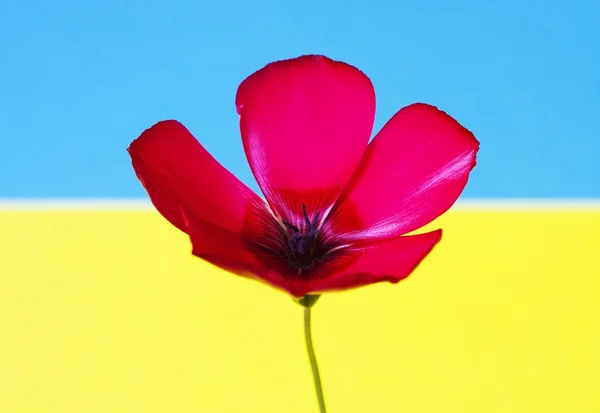 Drapeau fleur rouge — Photo