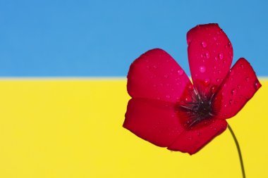 Kırmızı çiçek bayrak bir