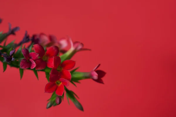 红花 b — 图库照片