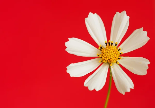 Stokrotka kwiat czerwony — Zdjęcie stockowe