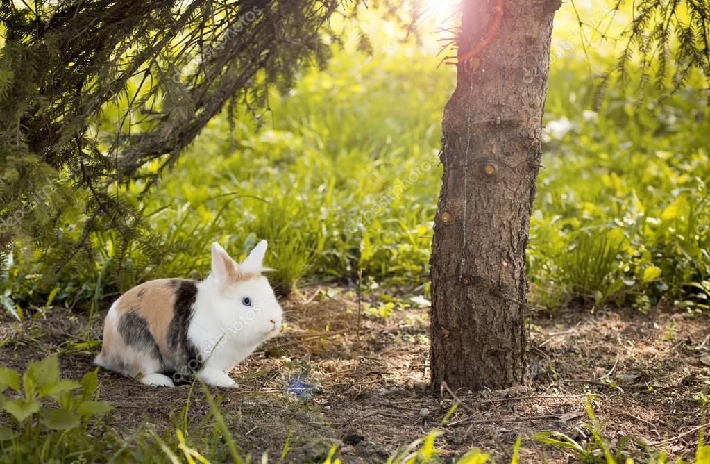 Snowshoe Hare in summer colours feeding on grass Stock Photo by ©sashr 47371923