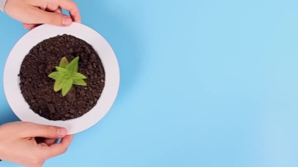 Handen uitsteken een plastic plaat met aarde en een groene spruit. — Stockvideo