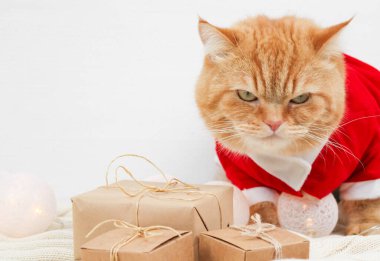 Noel Baba kostümlü, canı sıkkın bir kedinin portresi üç zanaat hediyesinin yanında duruyor..
