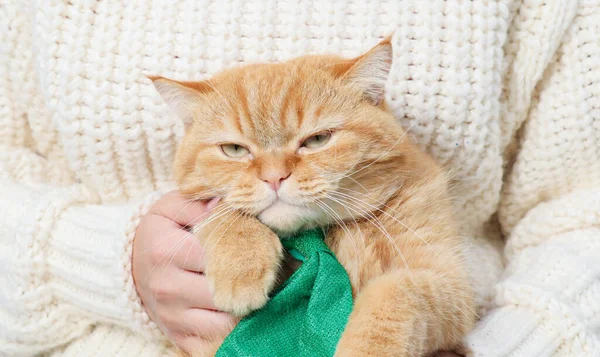Ritratto di gatto scontento di uno zenzero in cravatta verde. — Foto Stock