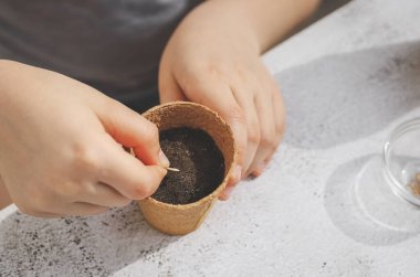 Küçük beyaz bir kızın elleri çimento masasında otururken karton bir bardağa salatalık tohumu koydu.