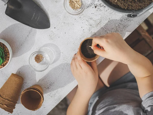 Küçük beyaz bir kızın elleri karton bir bardağa içinde salatalık tohumu koyuyor.