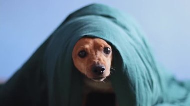 A beautiful purebred dog miniature pinscher in a gray christmas sweater peeks out from under a green blanket, then climbs out and jumps off the bed on the floor waiting for the holiday, close-up view from below in slow motion.