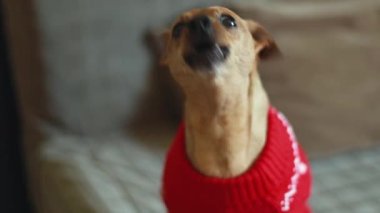 Beautiful purebred dog pygmy pinscher in a red christmas sweater barks sitting on a brown sofa in anticipation of the holiday, side view close-up in slow motion and selective focus.